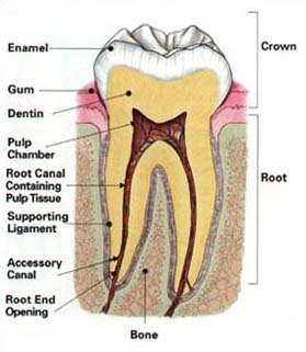 toothlabel